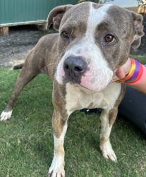 Shelter Stray Male Dog last seen Near Cagle Street, 30058, GA, 3280 Chamblee Dunwoody Rd, Chamblee, GA 30341, USA