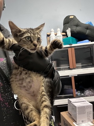 Shelter Stray Female Cat last seen Near Buford Highway NE, Brookhaven 30329, 30329, GA, 3280 Chamblee Dunwoody Rd, Chamblee, GA 30341, USA