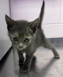 Shelter Stray Female Cat last seen Near BARTLETT, CITY of El Paso, TX, 5001 Fred Wilson Ave, El Paso, TX 79906, USA