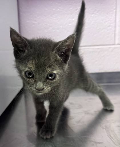 Shelter Stray Female Cat last seen Near BARTLETT, CITY of El Paso, TX, 5001 Fred Wilson Ave, El Paso, TX 79906, USA