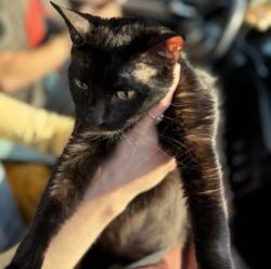 Shelter Stray Female Cat last seen Near North Shallowford Road, Dunwoody 30338, 30338, GA, 3280 Chamblee Dunwoody Rd, Chamblee, GA 30341, USA