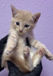 Shelter Stray Male Cat last seen Near BARTLETT, CITY of El Paso, TX, 5001 Fred Wilson Ave, El Paso, TX 79906, USA