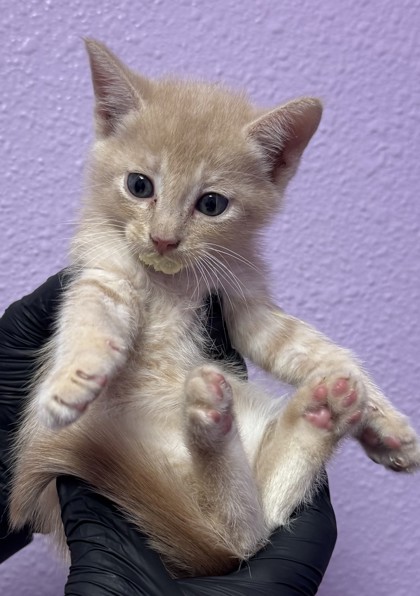 Shelter Stray Male Cat last seen Near BARTLETT, CITY of El Paso, TX, 5001 Fred Wilson Ave, El Paso, TX 79906, USA