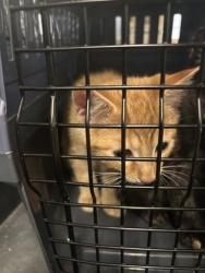 Shelter Stray Male Cat last seen Near Armour Dr NE, Atlanta, GA, 1251 Fulton Industrial Blvd NW, Atlanta, GA 30336, USA