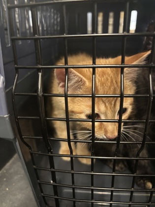 Shelter Stray Male Cat last seen Near Armour Dr NE, Atlanta, GA, 1251 Fulton Industrial Blvd NW, Atlanta, GA 30336, USA