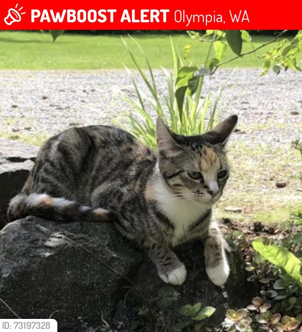 Lost Female Cat last seen Rich Road, Diagonal Road, Olympia, WA 98501