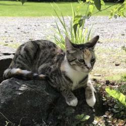 Lost Female Cat last seen Rich Road, Diagonal Road, Olympia, WA 98501