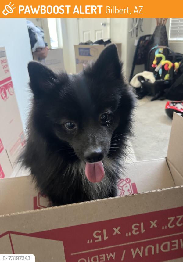 Found/Stray Male Dog last seen Spectrum Neighborhood, Gilbert, AZ 85295