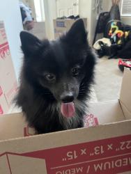 Found/Stray Male Dog last seen Spectrum Neighborhood, Gilbert, AZ 85295