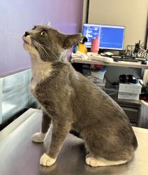 Shelter Stray Male Cat last seen Near Sherman Avenue, SALT LAKE CITY, UT, 84115, 511 W 3900 S, Salt Lake City, UT 84123, USA