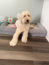 Lost Female Dog last seen Neely Wingard Rd, Gilbert, SC 29054
