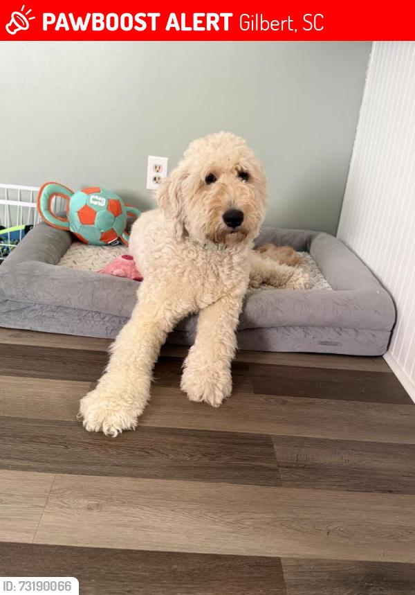 Lost Female Dog last seen Neely Wingard Rd, Gilbert, SC 29054