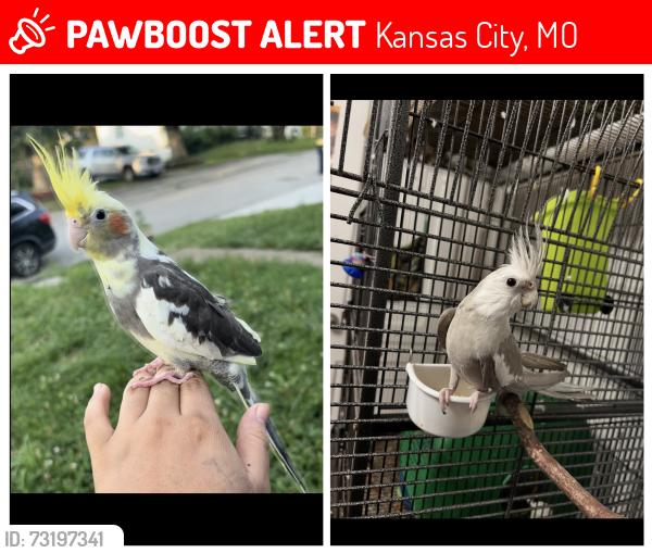 Lost Male Bird last seen Sni a bar Ter and skiles ave, Kansas City, MO 64129