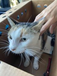 Found/Stray Unknown Cat last seen St andrews st, Corpus Christi, TX 78413