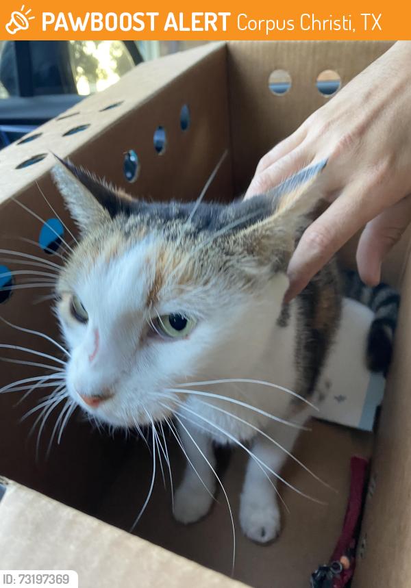 Found/Stray Unknown Cat last seen St andrews st, Corpus Christi, TX 78413
