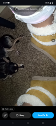 Lost Male Dog last seen Willow Creek neighborhood, Tulsa, OK 74136