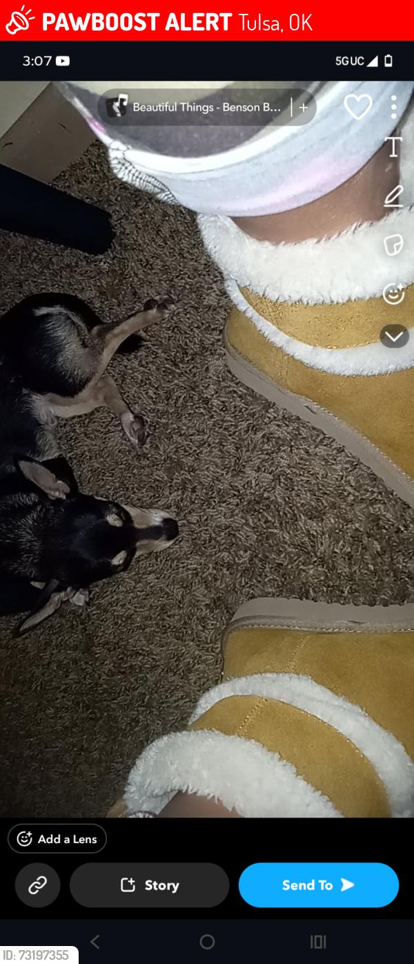Lost Male Dog last seen Willow Creek neighborhood, Tulsa, OK 74136