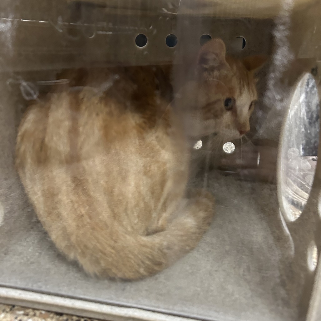 Shelter Stray Unknown Cat last seen , 800 Southwest Dr, Cheyenne, WY 82007, USA