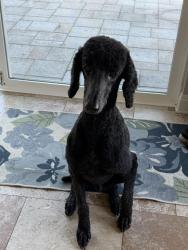 Reunited Male Dog last seen Cijon st and paseo montril, San Diego, CA 92129