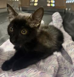 Shelter Stray Male Cat last seen Near W 17th Avenue, Escondido, CA, 92025, Escondido, CA 92027, USA
