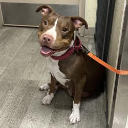 Shelter Stray Female Dog last seen Imperial Avenue, San Diego, CA, 92113, 5500 Gaines St, San Diego, CA 92110, USA