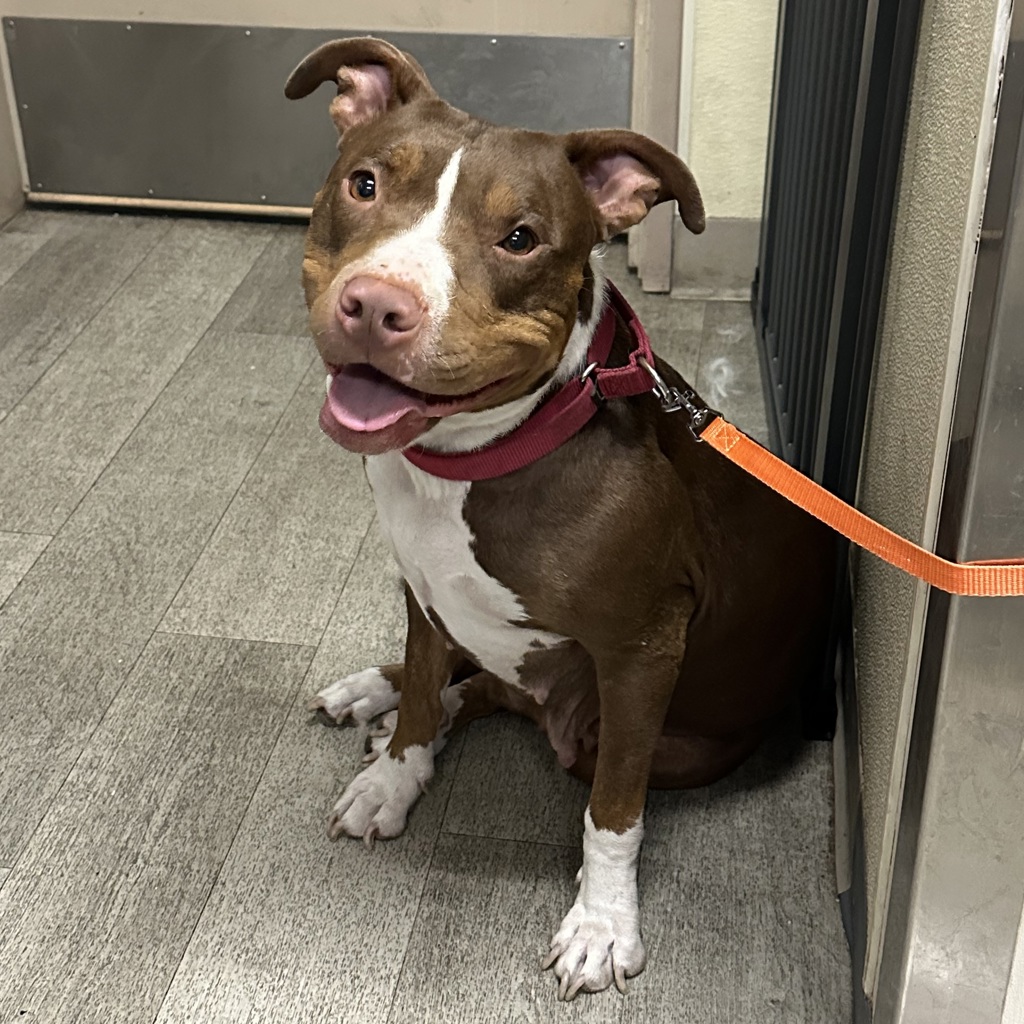 Shelter Stray Female Dog last seen Imperial Avenue, San Diego, CA, 92113, 5500 Gaines St, San Diego, CA 92110, USA