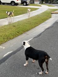 Found/Stray Unknown Dog last seen Pipeline and Country Lake, Callaway, FL 32404
