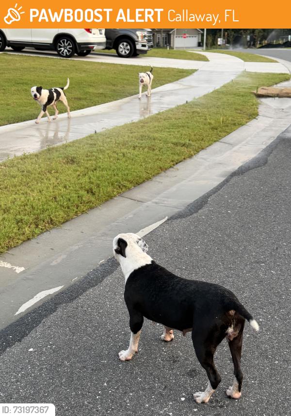 Found/Stray Unknown Dog last seen Pipeline and Country Lake, Callaway, FL 32404