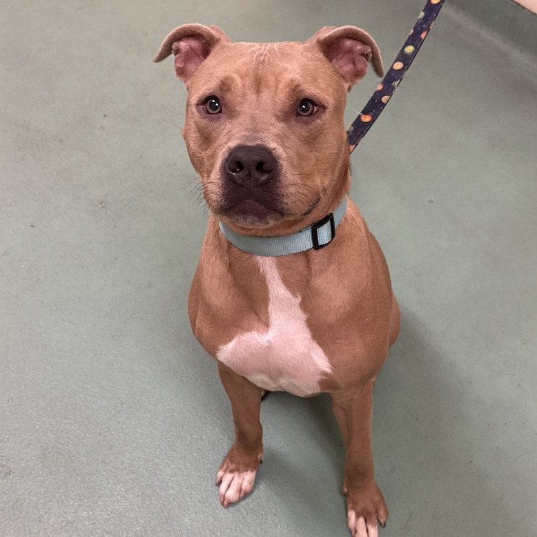 Shelter Stray Male Dog last seen , 2350 Appling City Cove, Memphis, TN 38133, USA