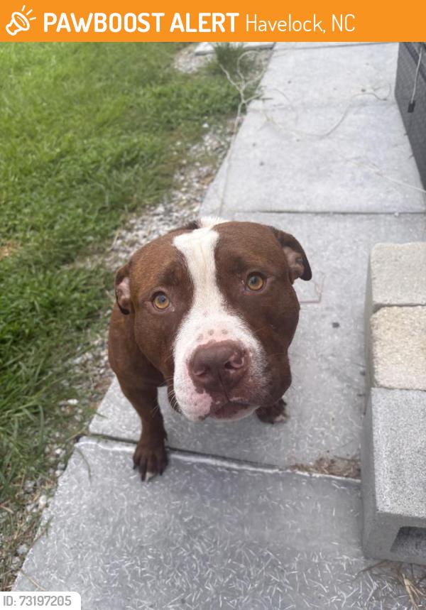 Found/Stray Male Dog last seen Adams creek RV park, Havelock, NC 28532