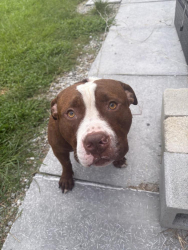 Found/Stray Male Dog last seen Adams creek RV park, Havelock, NC 28532