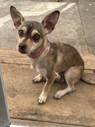 Found/Stray Male Dog last seen Cascade street, Hayward, CA 94544
