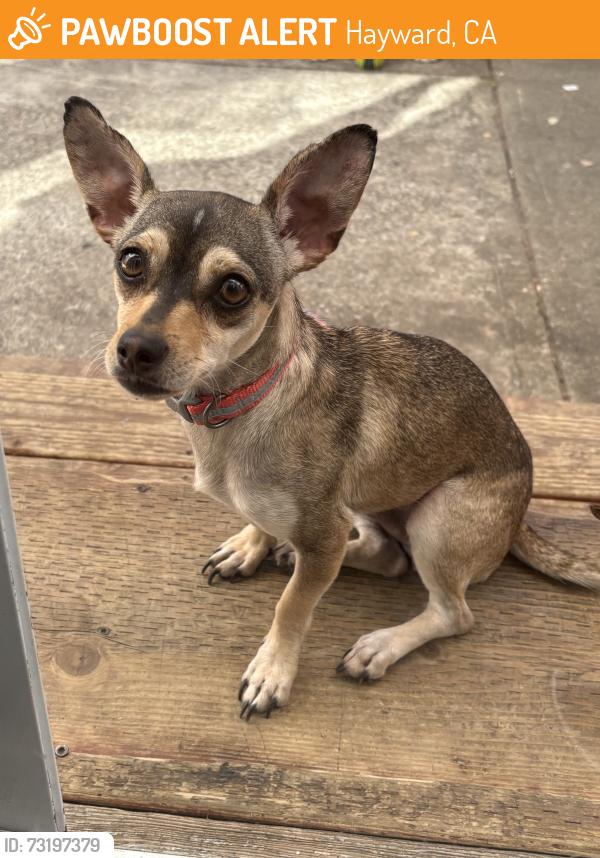 Found/Stray Male Dog last seen Cascade street, Hayward, CA 94544