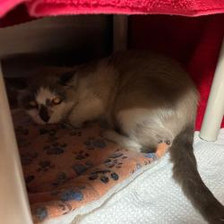Shelter Stray Male Cat last seen , 361 S Raymond Ave, Pasadena, CA 91105, USA