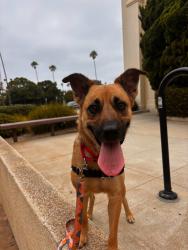 Shelter Stray Female Dog last seen Not Provided., Brawley, CA, 92227, El Cajon, CA 92020, USA