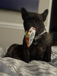 Reunited Female Dog last seen Silo rd, Arlington, TX 76018