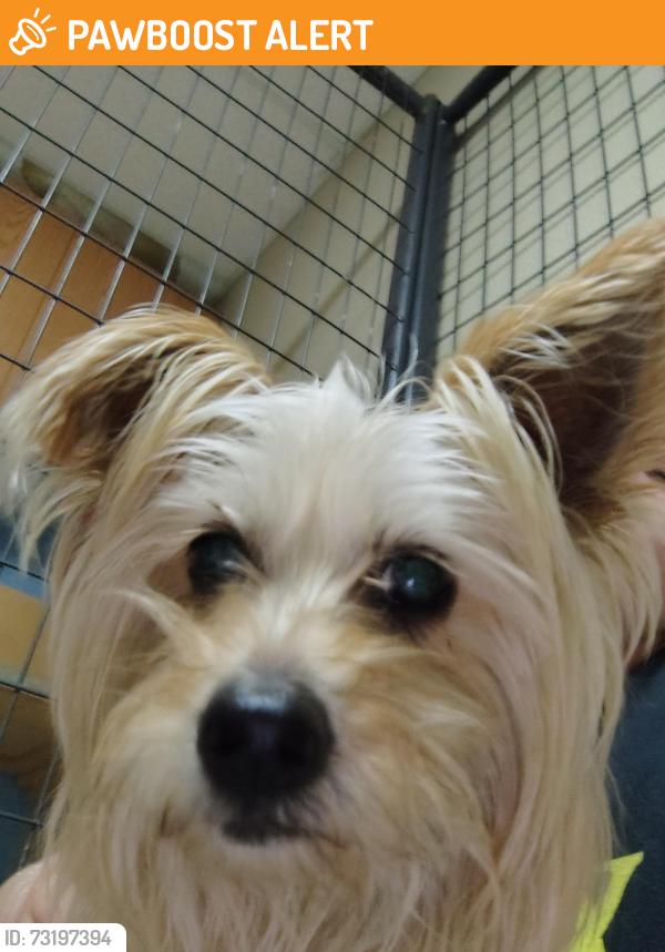 Found/Stray Female Dog last seen Currently being cared for by lucky dog daycare and boarding facility until owners are found, Colorado Springs, CO 80907