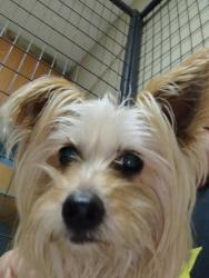 Found/Stray Female Dog last seen Currently being cared for by lucky dog daycare and boarding facility until owners are found, Colorado Springs, CO 80907