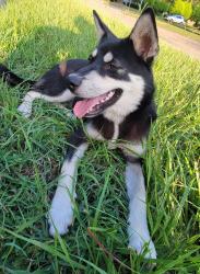 Found/Stray Male Dog last seen Fallbrook Dr and Hollister St, Houston, TX 77086