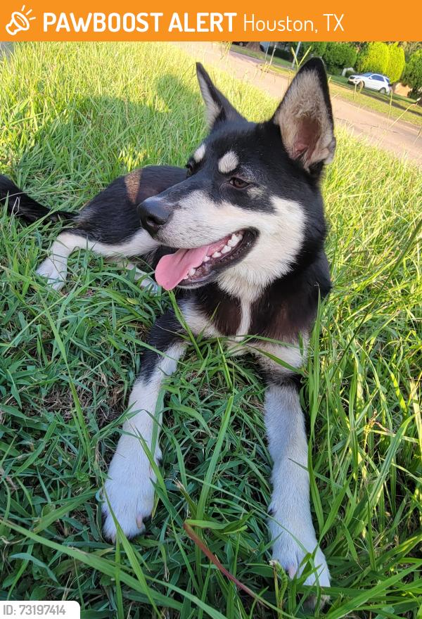 Found/Stray Male Dog last seen Fallbrook Dr and Hollister St, Houston, TX 77086