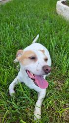 Reunited Male Dog last seen Ridge Path, San Antonio, TX 78250, USA, San Antonio, TX 78250