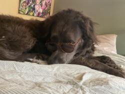 Reunited Male Dog last seen Near Holland STreet, Wheat Ridge, CO 80033