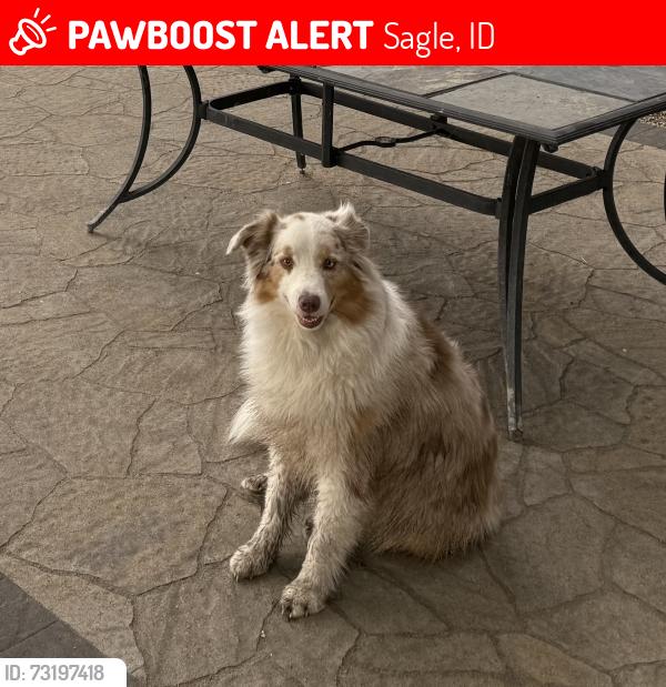 Lost Male Dog last seen Bottle bay rd, Sagle, ID 83860