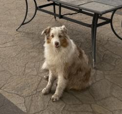 Lost Male Dog last seen Bottle bay rd, Sagle, ID 83860