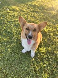 Reunited Male Dog last seen Fm 429 near i20, Terrell, TX 75160