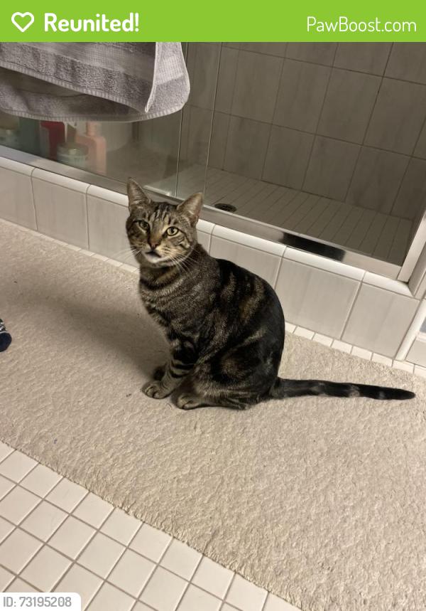 Reunited Male Cat last seen Peregrine Way and Burlin Way, Auburn, CA 95603