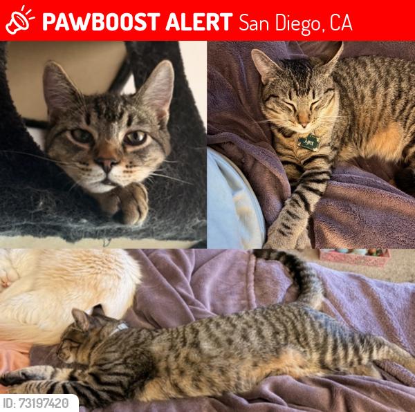 Lost Male Cat last seen Aderman Ave, San Diego, CA 92126
