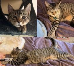 Lost Male Cat last seen Aderman Ave, San Diego, CA 92126