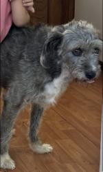 Lost Female Dog last seen Tilyard ct, Bakersfield, CA 93313
