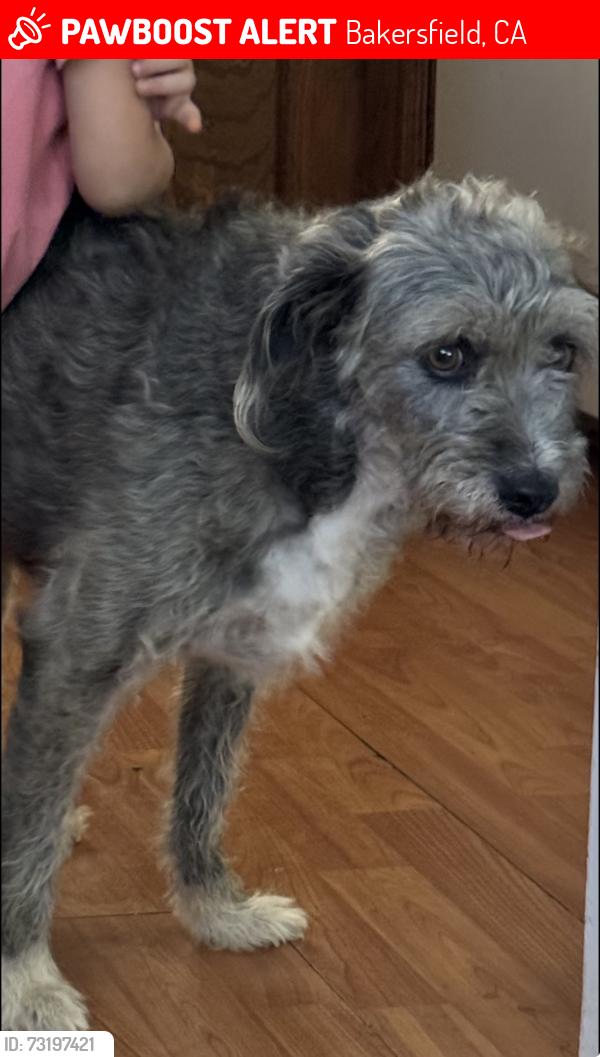 Lost Female Dog last seen Tilyard ct, Bakersfield, CA 93313